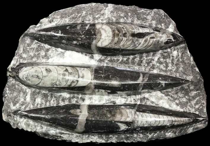Polished Fossil Orthoceras (Cephalopod) Plate #52581